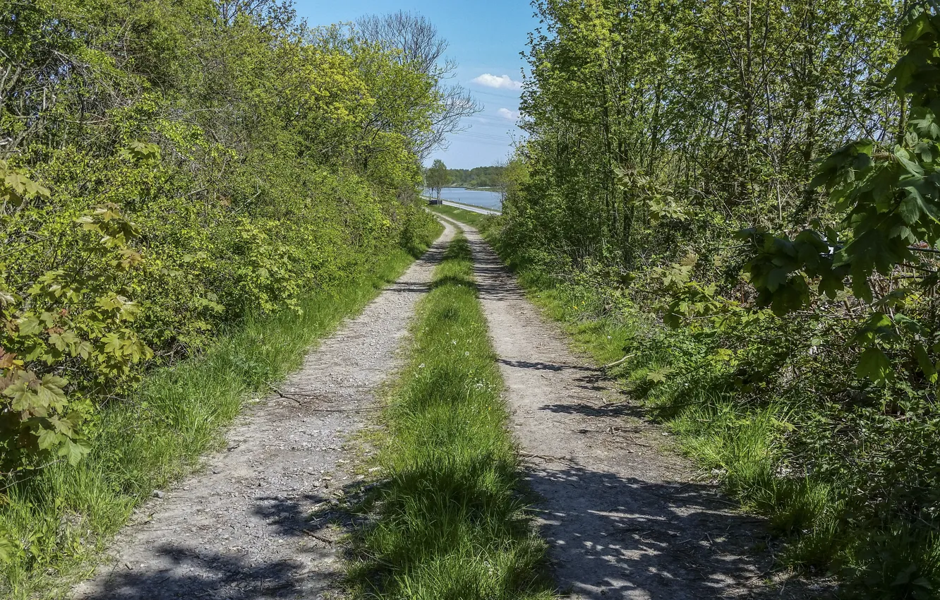 Photo wallpaper greens, summer, green, Nature, track, summer, grass, nature