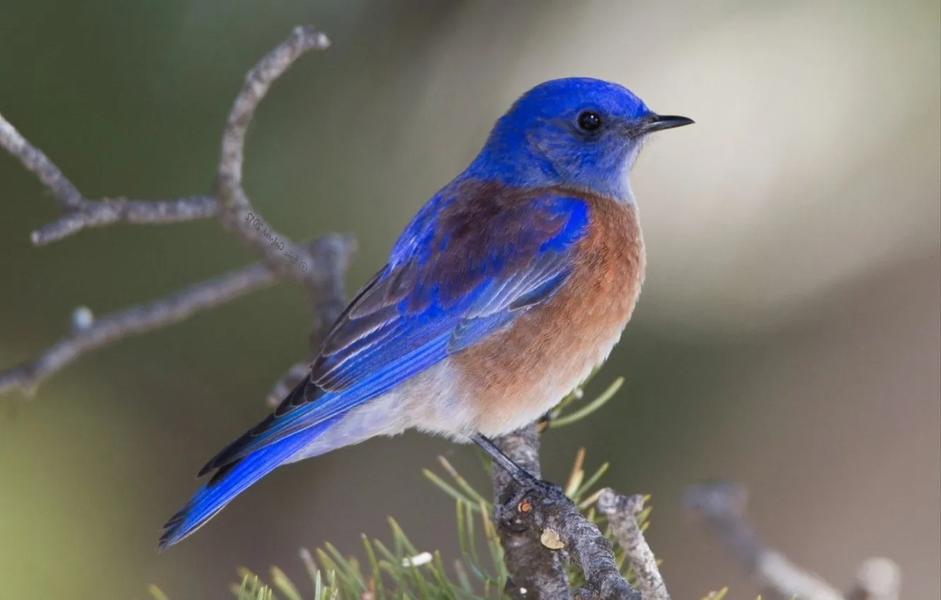 Photo wallpaper branches, microsemi, bird, beautiful, bright color