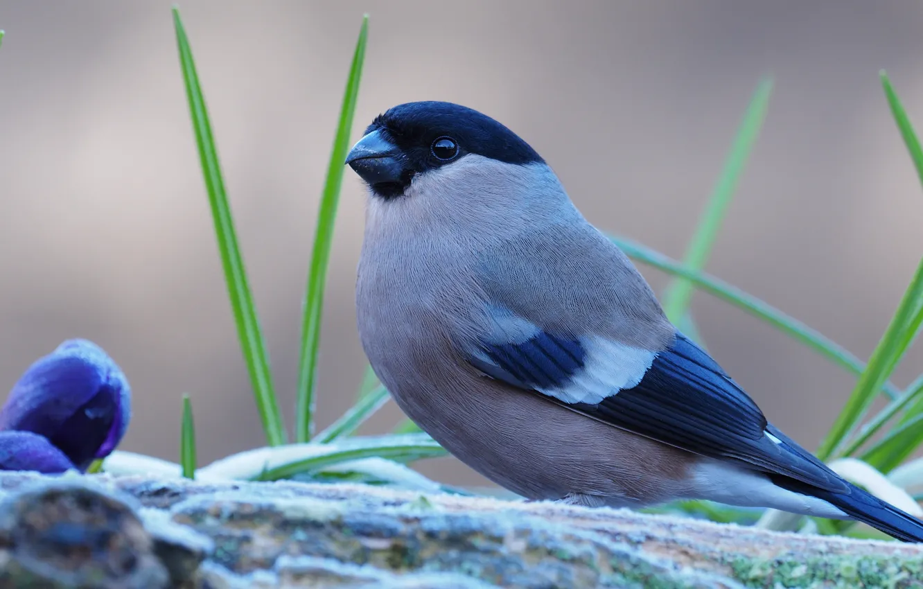 Photo wallpaper purple, grass, leaves, flowers, blue, grey, background, bird