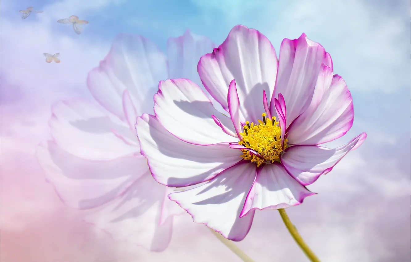 Photo wallpaper white, flowers, background, butterfly, kosmeya
