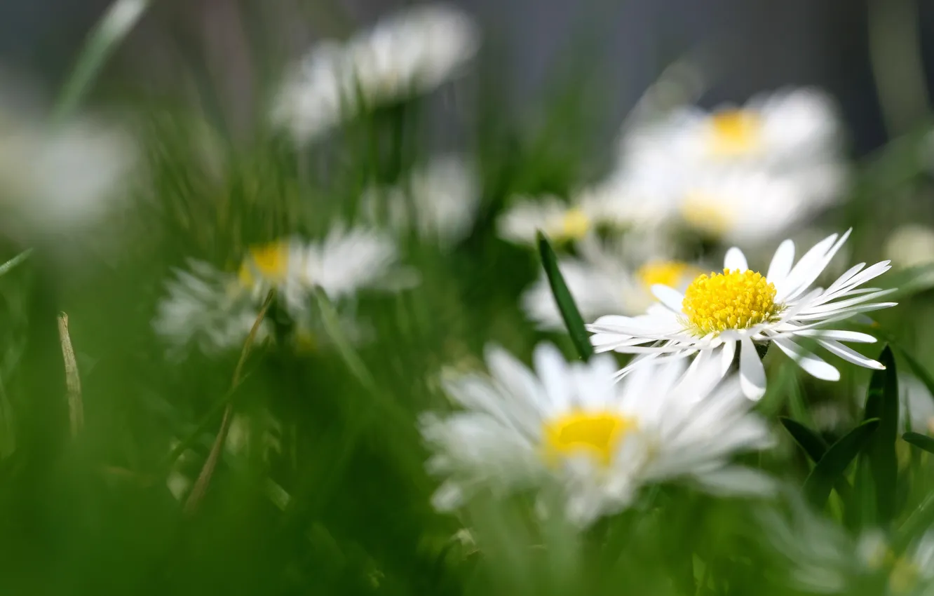Photo wallpaper flowers, Daisy, blur, white, glade, bokeh, chamomile, greens