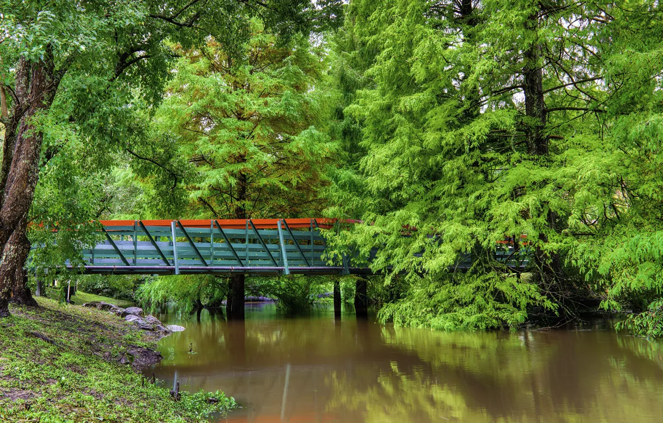 Photo wallpaper greens, trees, bridge, pond, Park, Australia