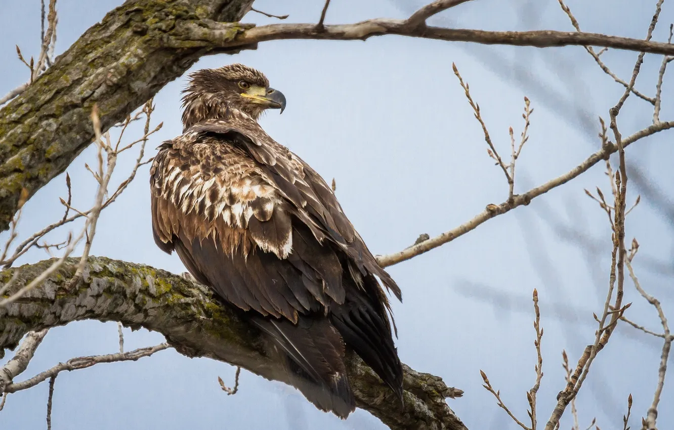 Photo wallpaper bird, predator, young, bald eagle