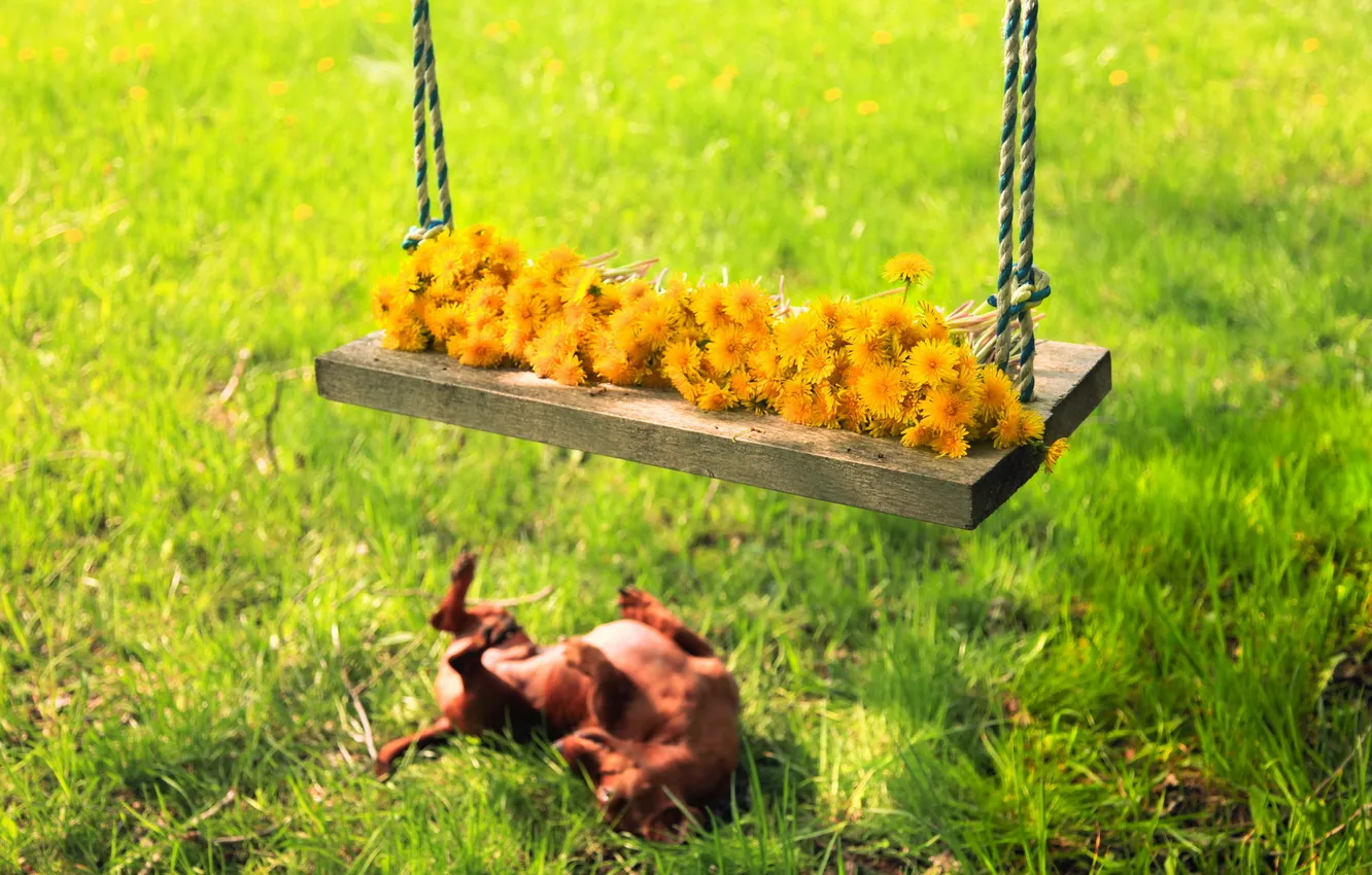 Photo wallpaper summer, flowers, swing, dog