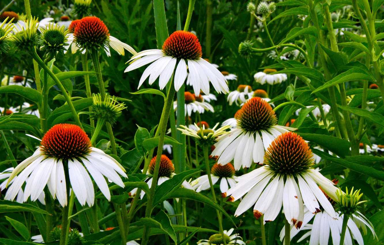 Photo wallpaper field, leaves, flowers, petals, meadow, Echinacea