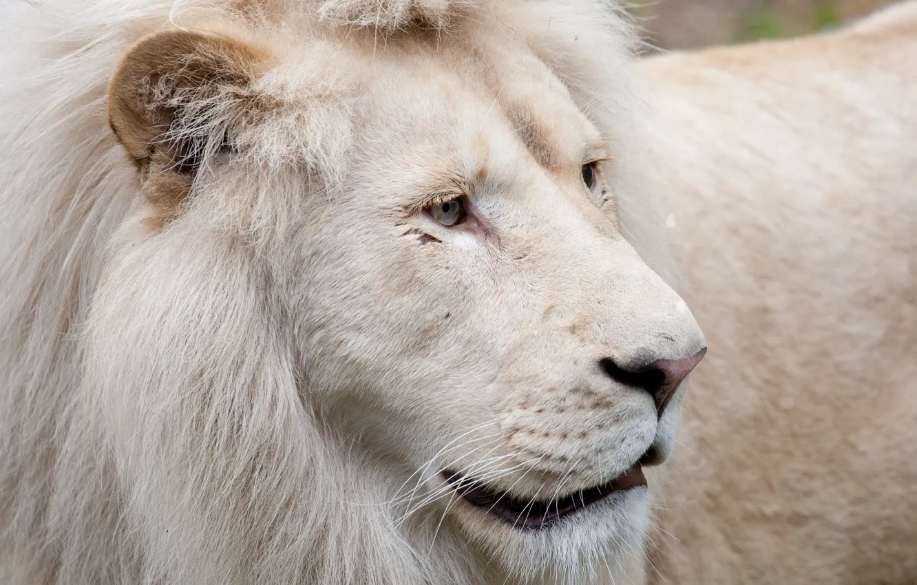 Photo wallpaper cat, face, mane, white lion