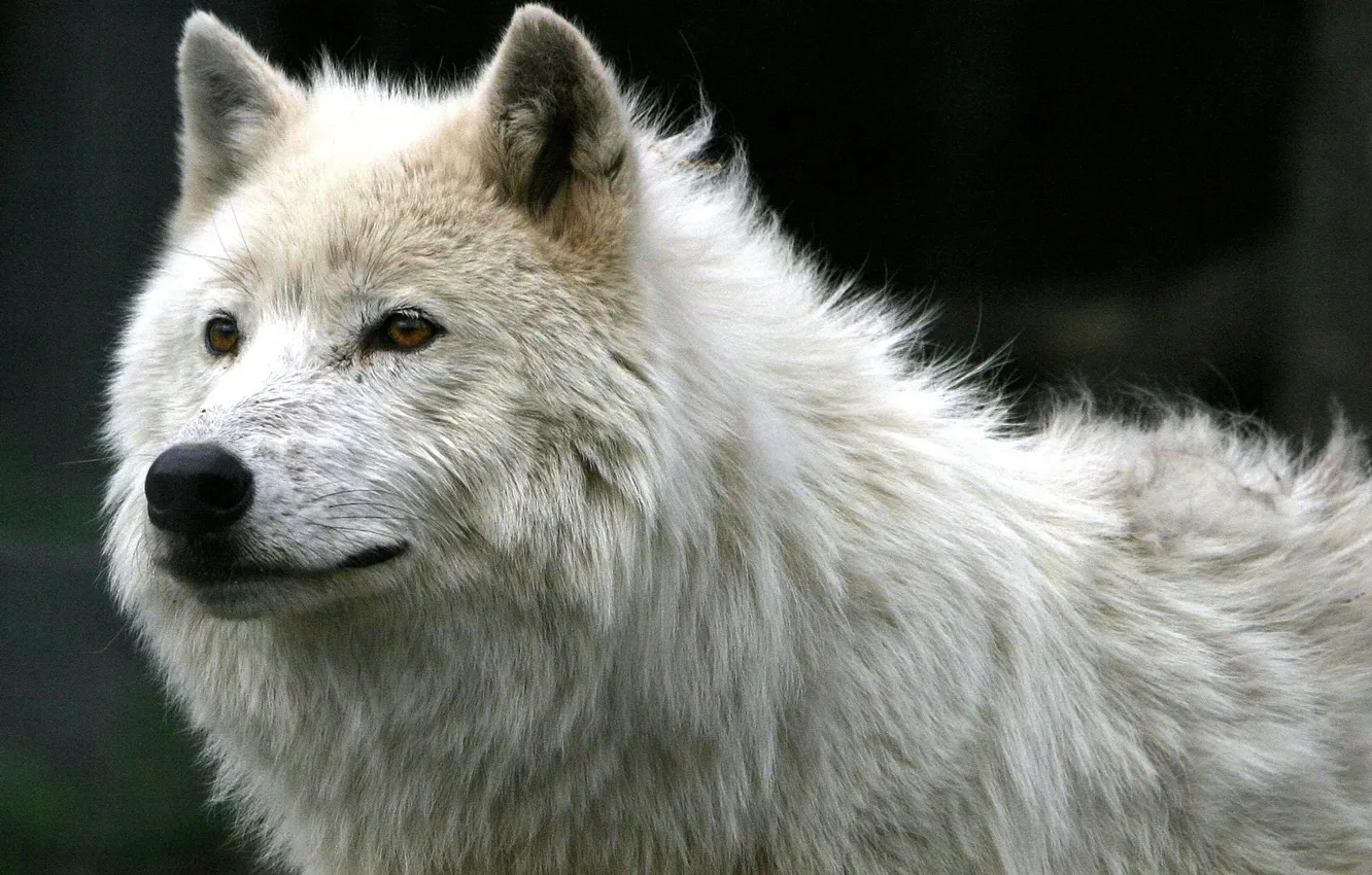 Photo wallpaper white, wolf, everyday