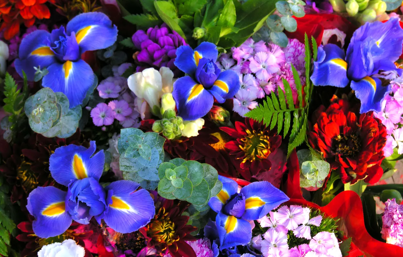 Photo wallpaper photo, Flowers, Irises, Clove, Majors, Zinnias