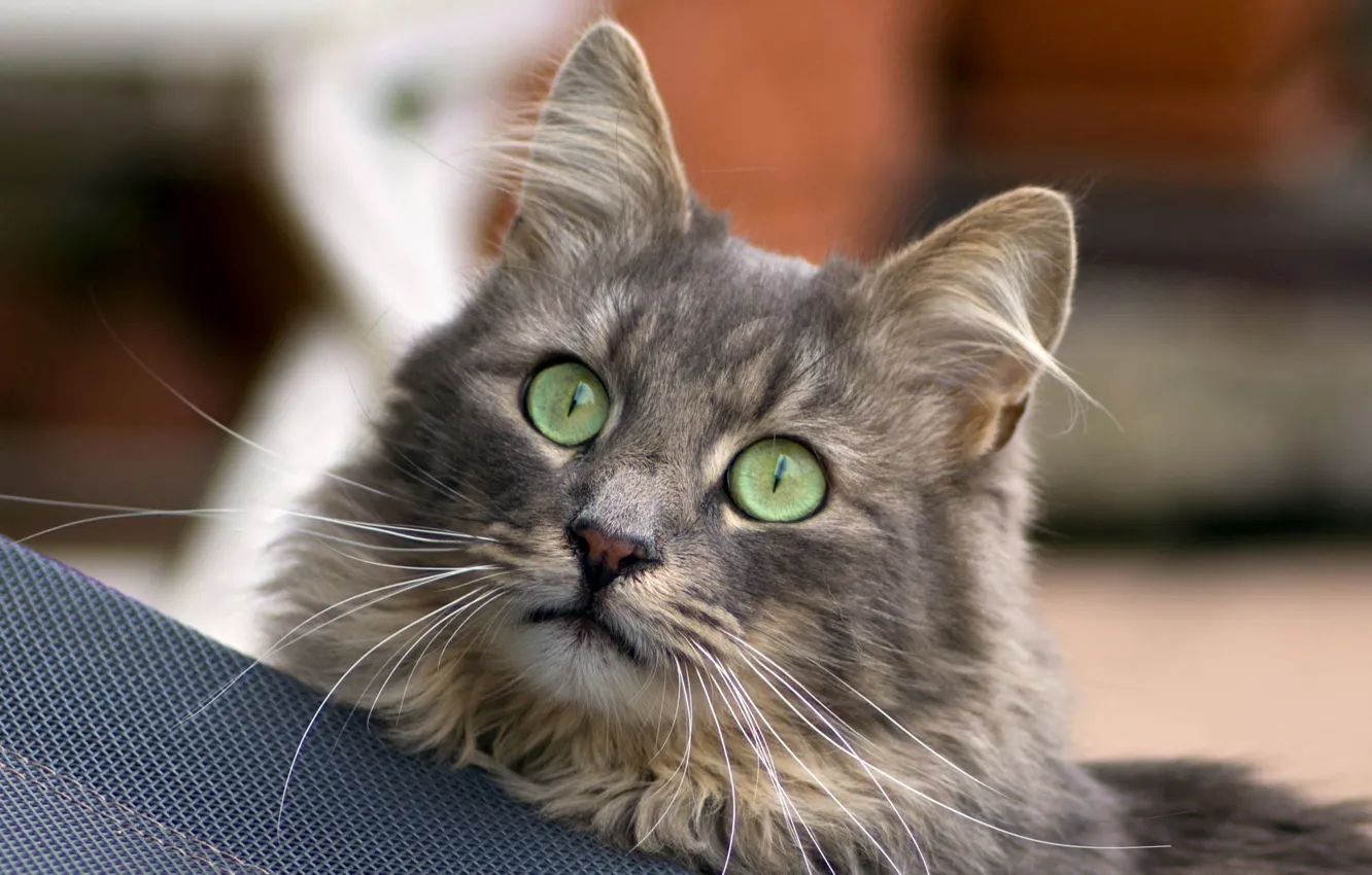 Photo wallpaper eyes, cat, mustache, muzzle, green-eyed