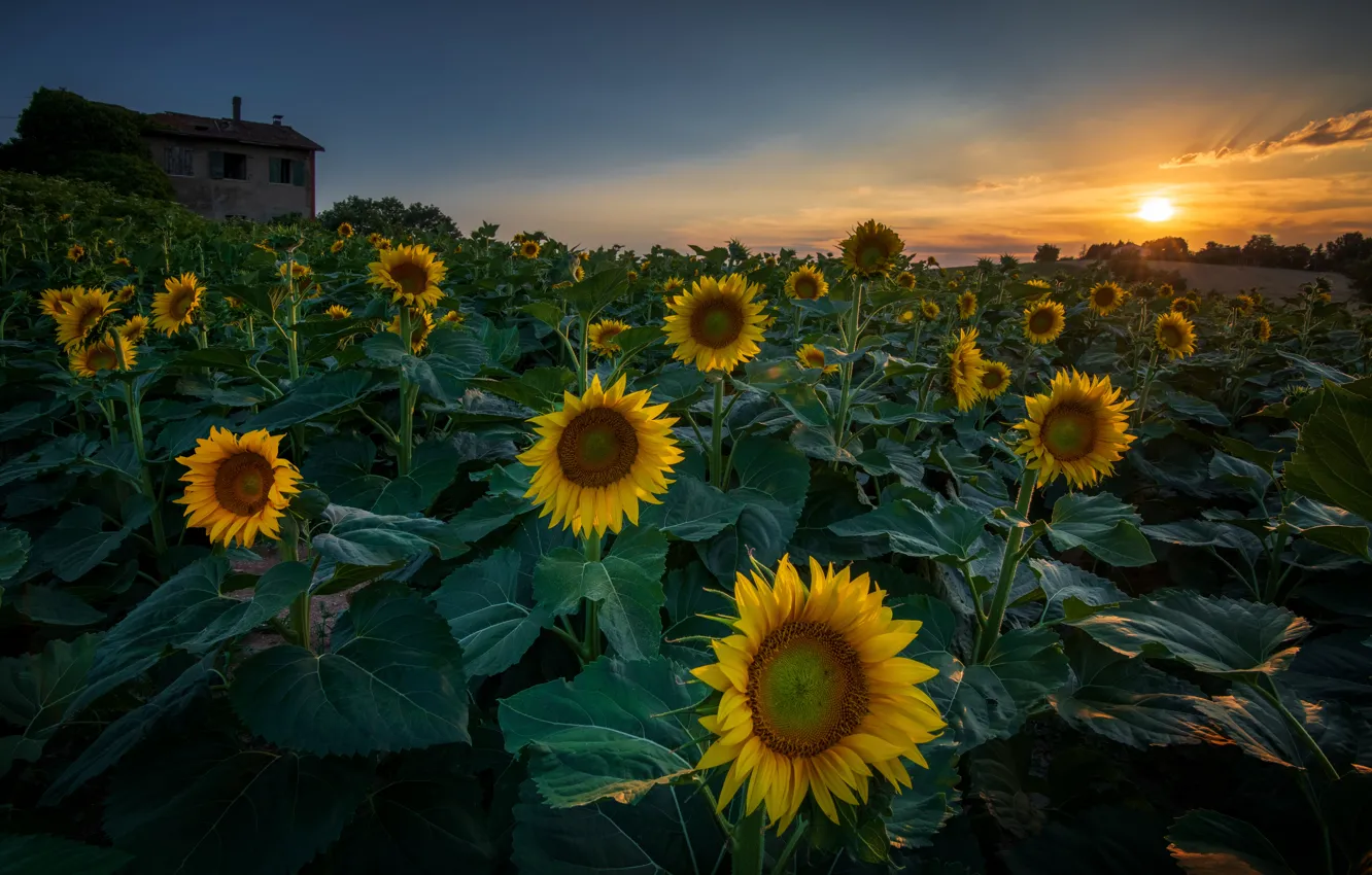 Photo wallpaper summer, sunflowers, sunset, flowers, yellow, home, a lot, sunflower