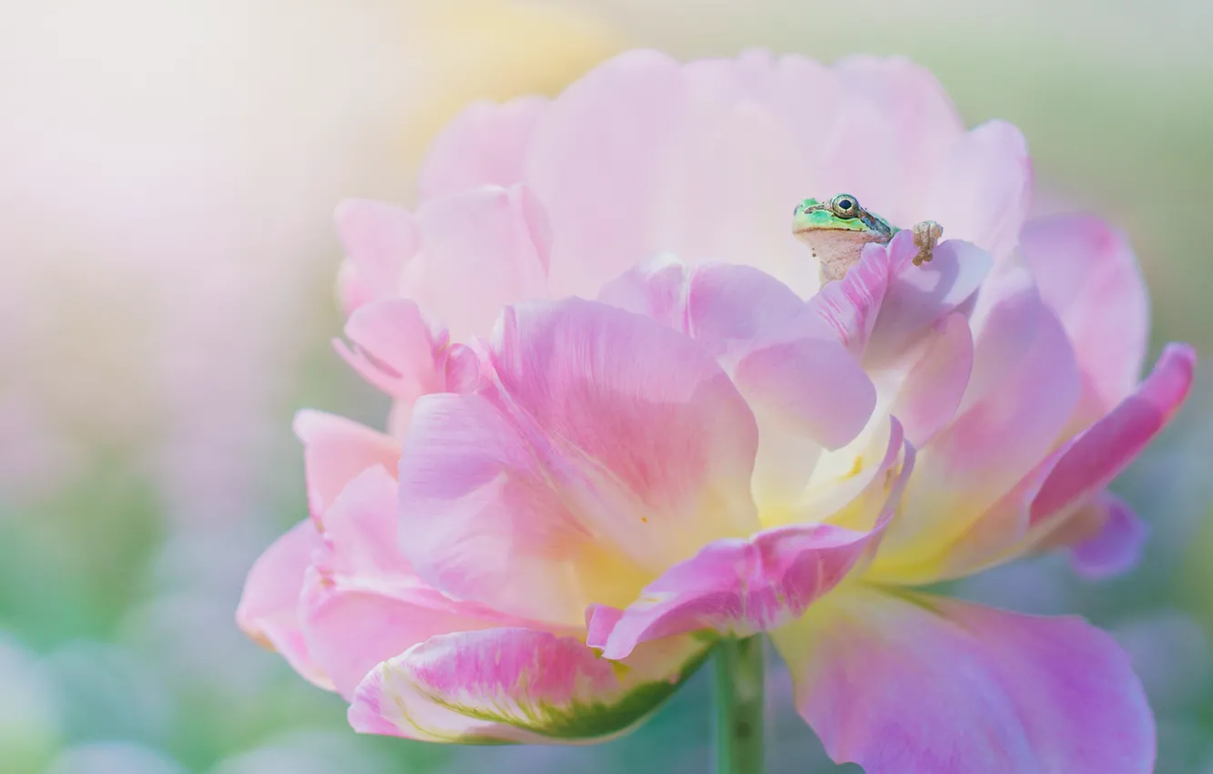 Photo wallpaper macro, flowers, green, frog, spring, petals, pink, peonies