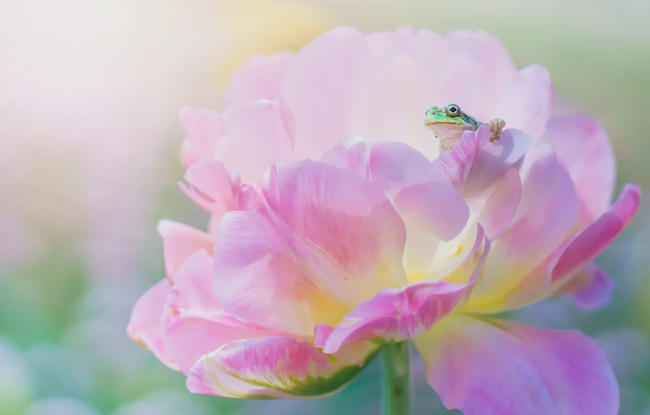 Photo wallpaper flower, macro, pink, frog, spring, petals, green, peony