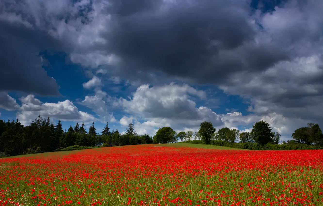 Photo wallpaper field, forest, summer, the sky, clouds, trees, flowers, red