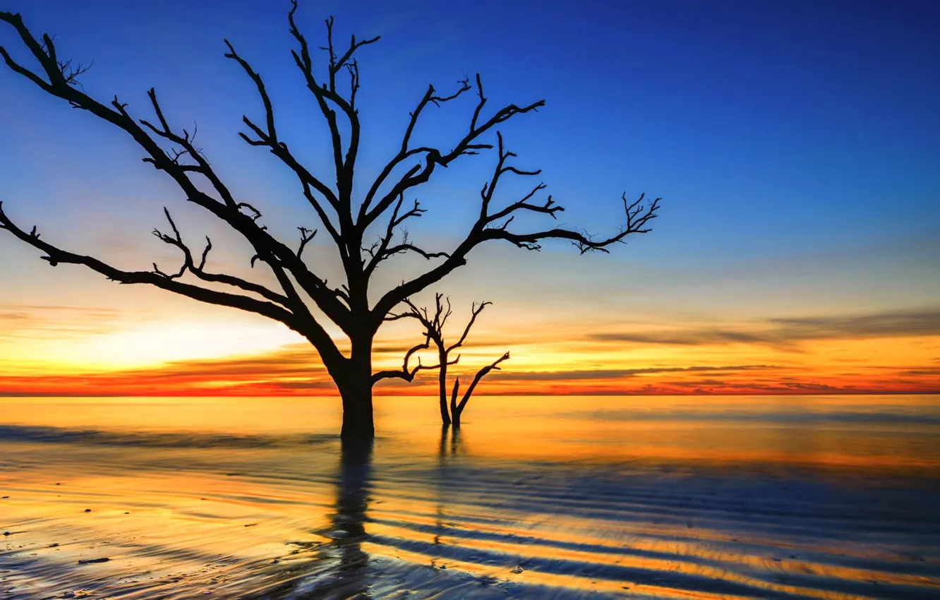 Photo wallpaper the sky, clouds, trees, sunset, silhouette