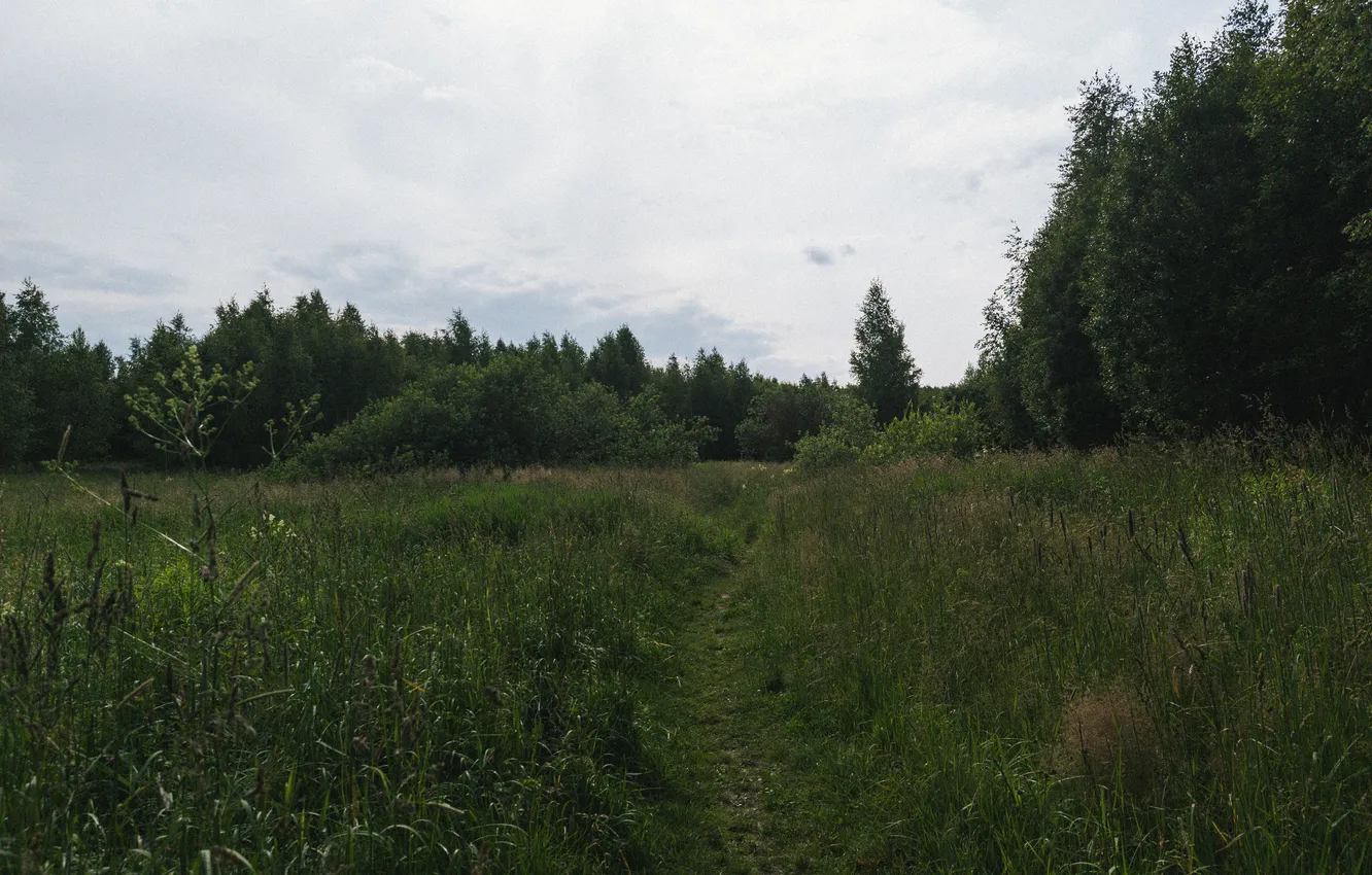 Photo wallpaper field, forest, summer, the sky, grass, clouds, trees, nature