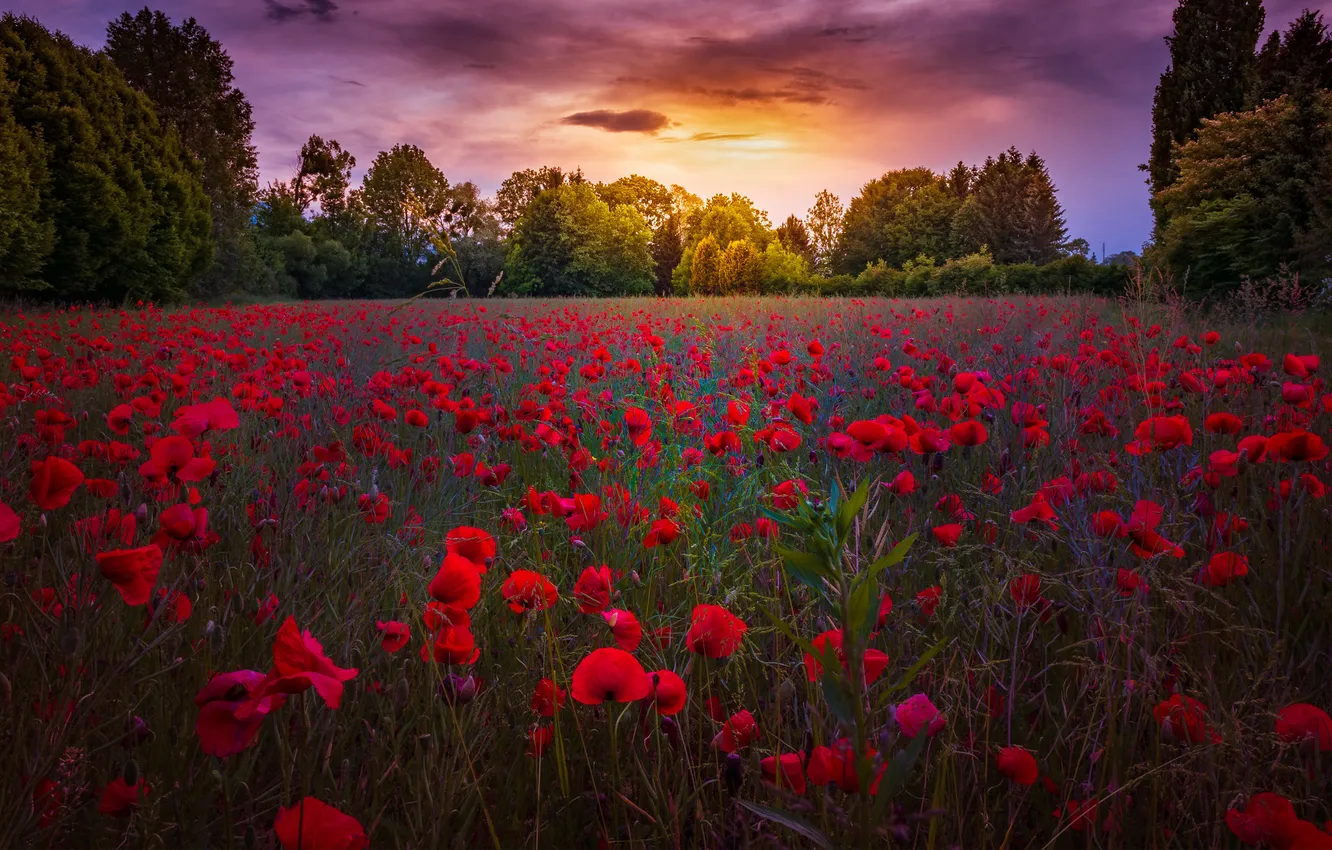 Photo wallpaper field, forest, summer, the sky, the sun, clouds, light, sunset