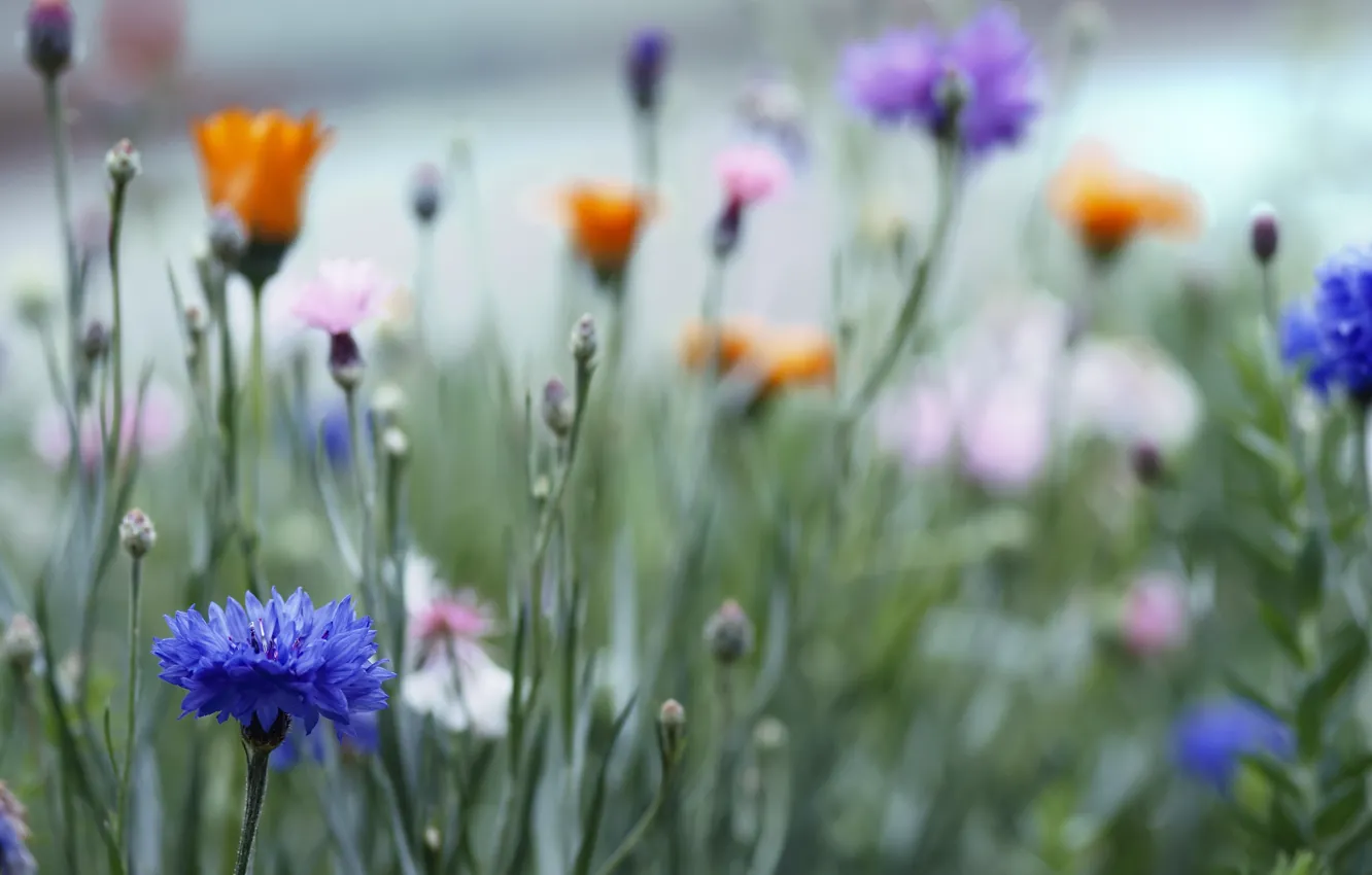 Photo wallpaper field, grass, macro, orange, blue, blur, pink, flowers