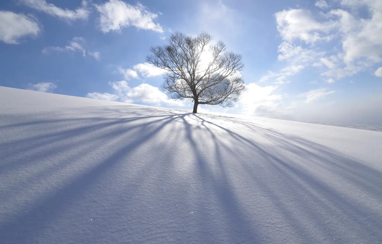 Photo wallpaper winter, the sun, snow, nature, tree