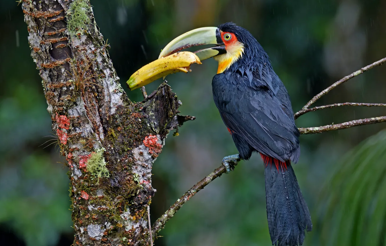 Photo wallpaper trees, bird, bananas, Toucan