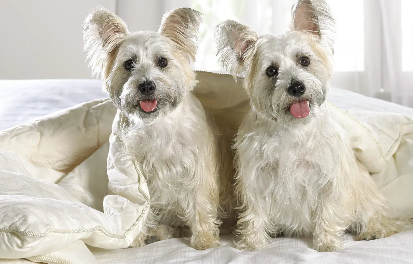 Photo wallpaper two, puppy, white