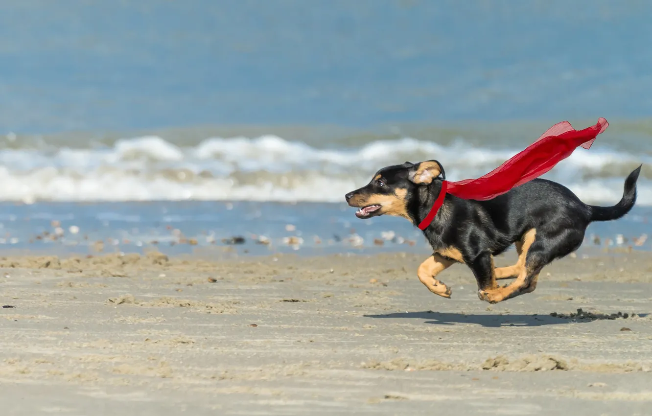 Photo wallpaper sea, beach, dog, running, superdog