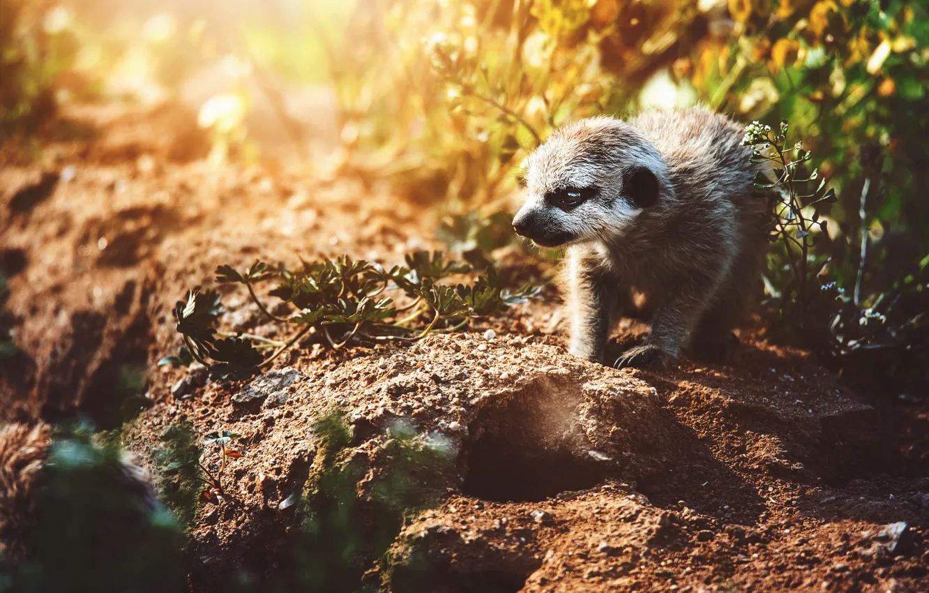 Photo wallpaper nature, meerkats, cub