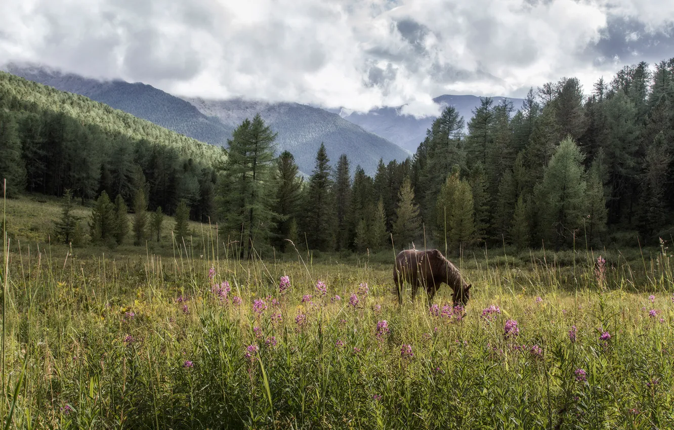 Photo wallpaper grass, clouds, landscape, mountains, nature, animal, horse, horse