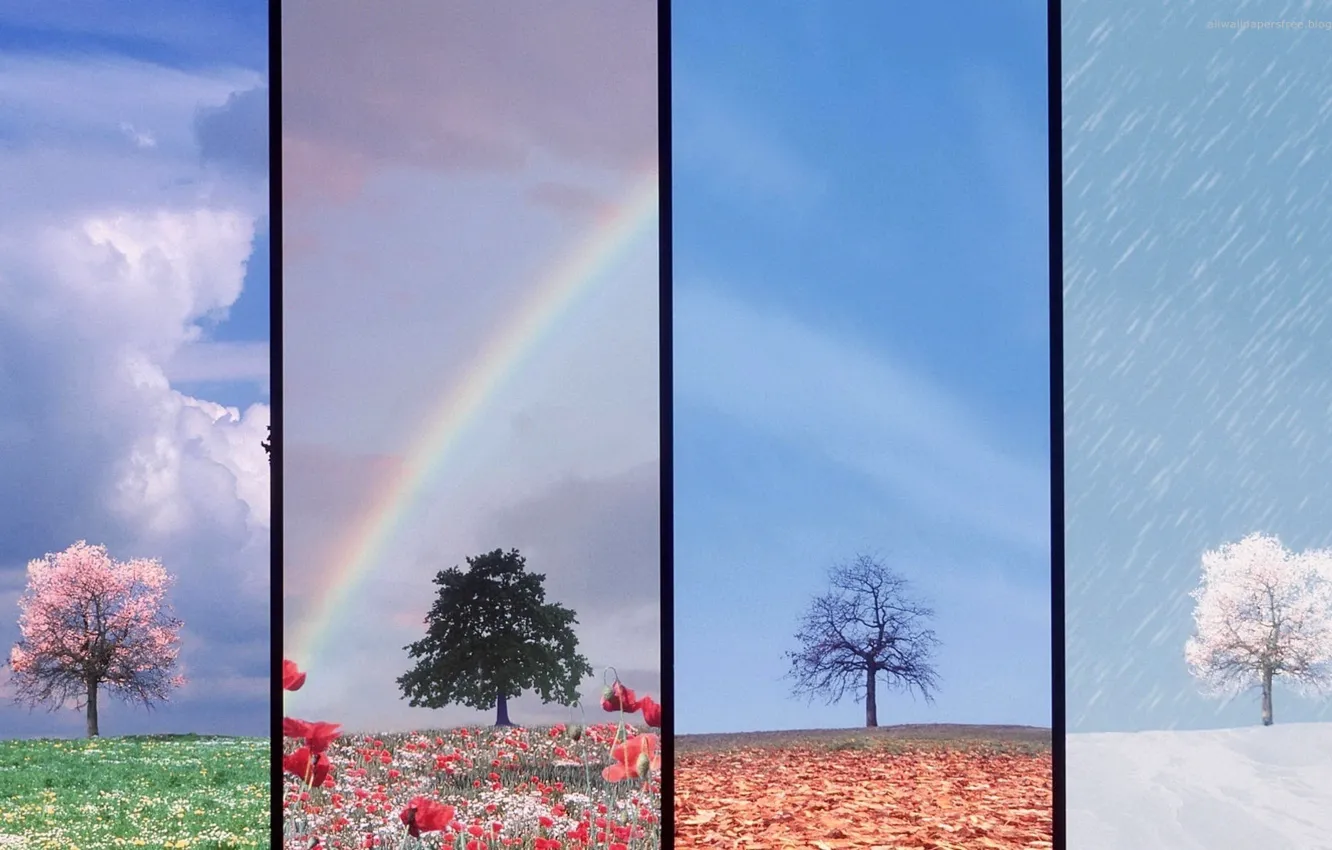 Photo wallpaper snow, tree, seasons, rainbow, seasons