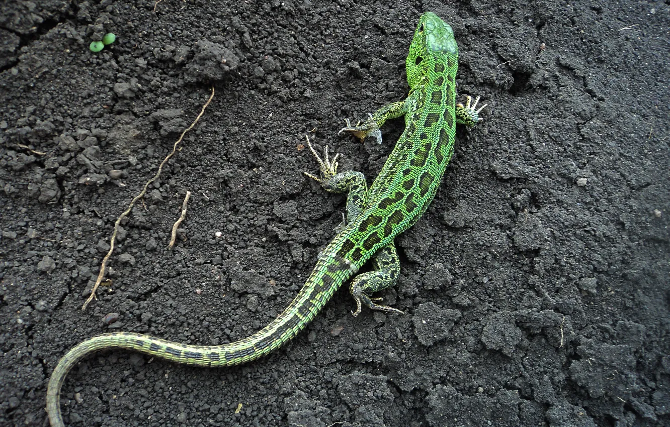 Photo wallpaper lizard, Earth, green lizard