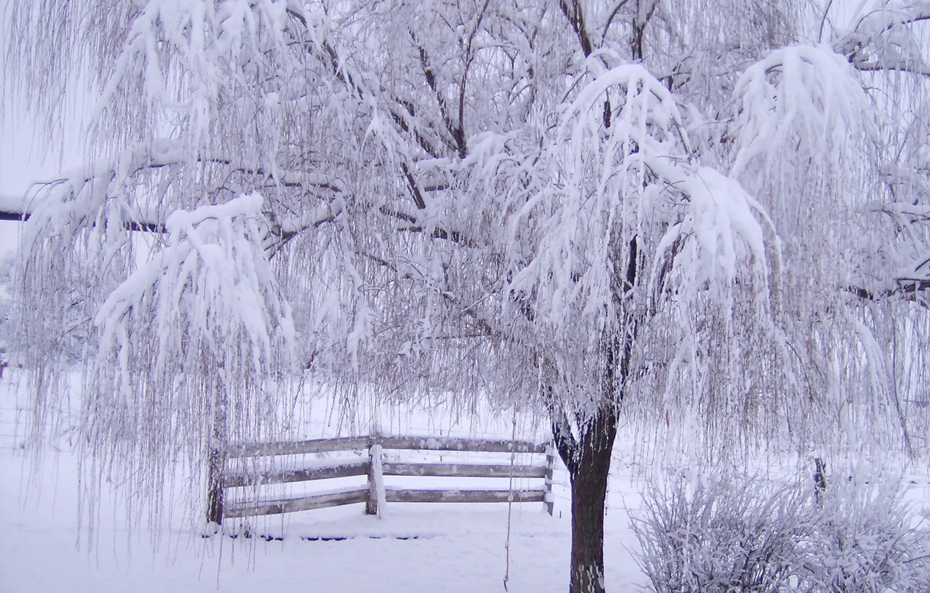 Photo wallpaper frost, snow, branches, tree, the fence, Winter