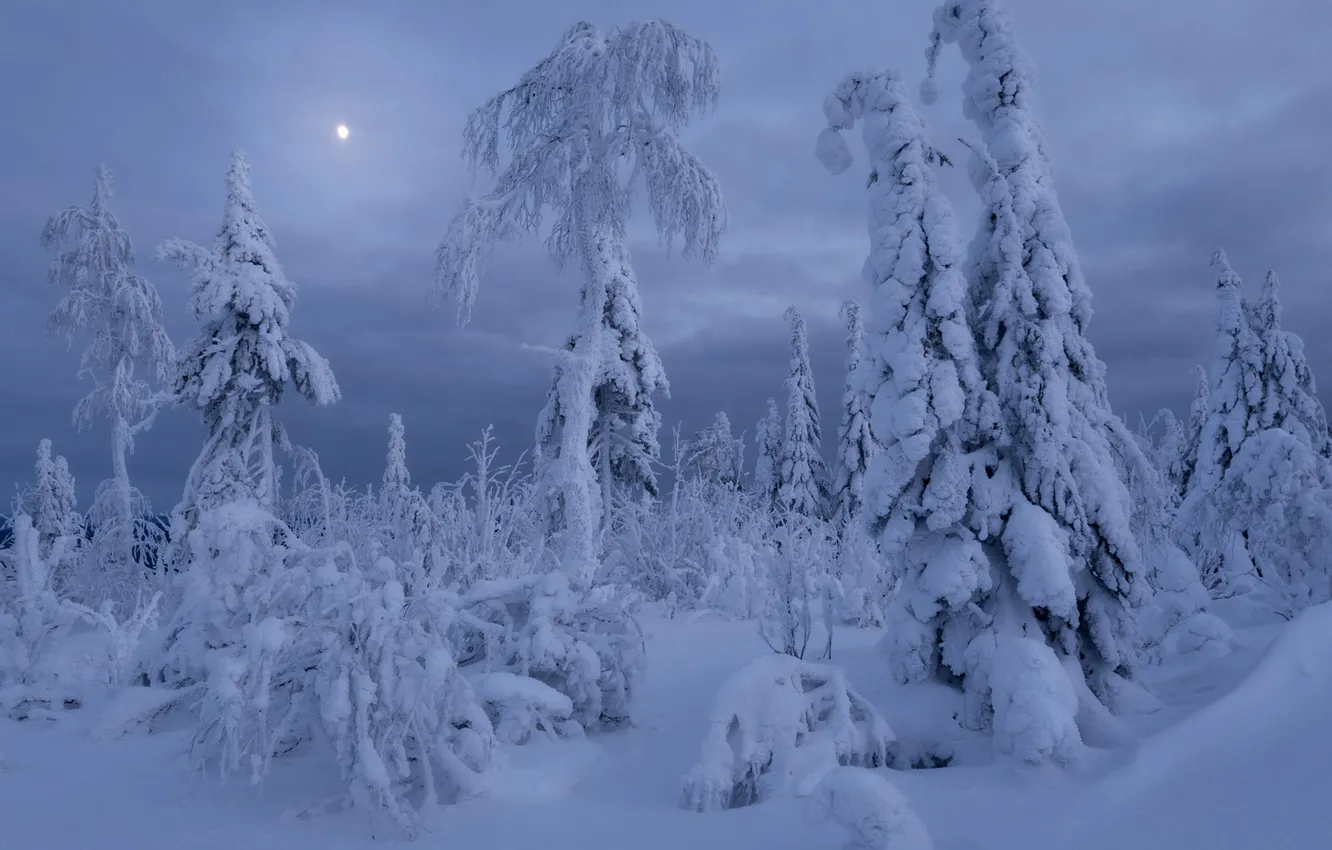 Photo wallpaper winter, frost, forest, the sky, clouds, snow, trees, nature