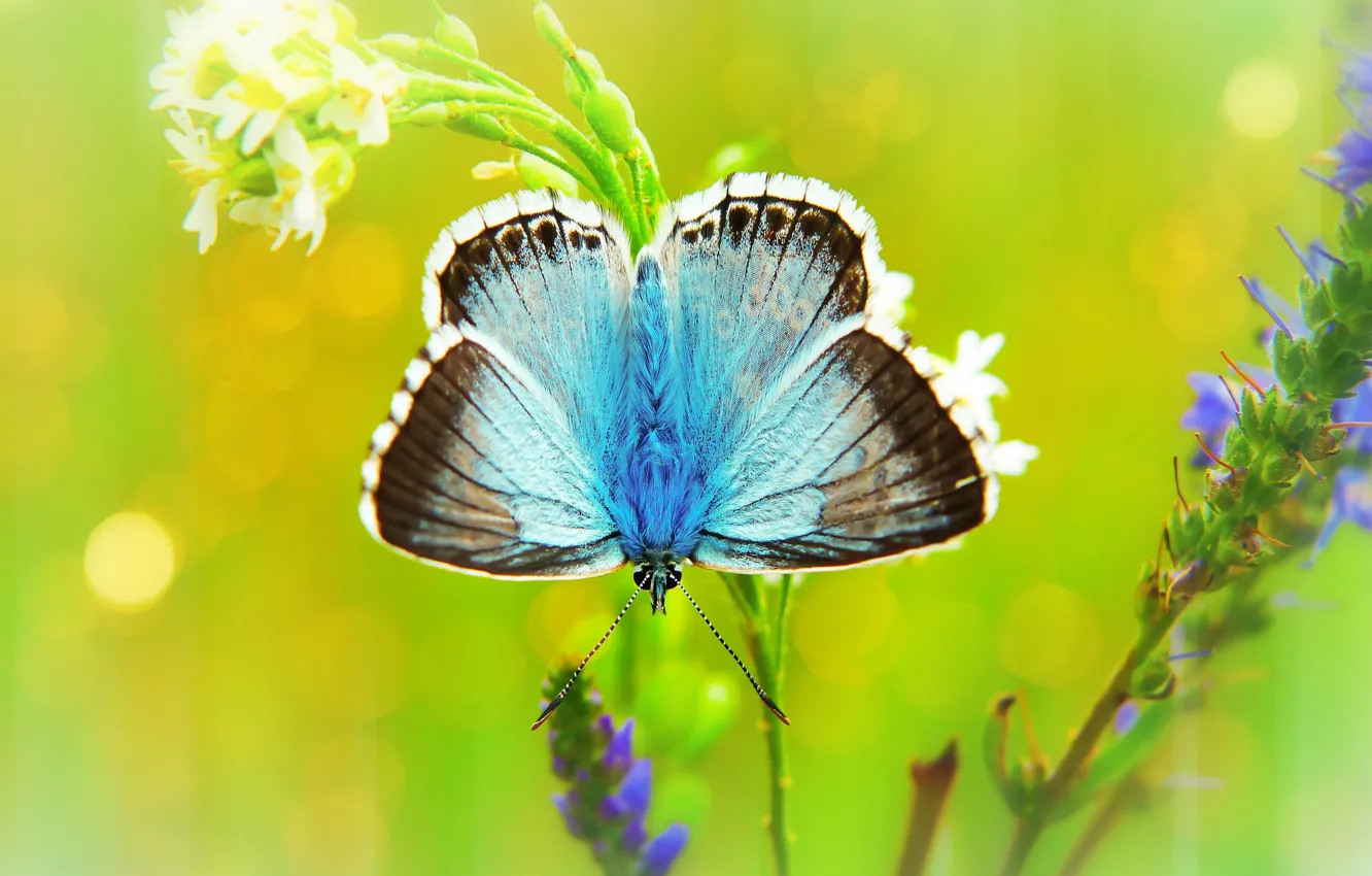 Photo wallpaper summer, macro, flowers, butterfly, treatment, insect, white, bright