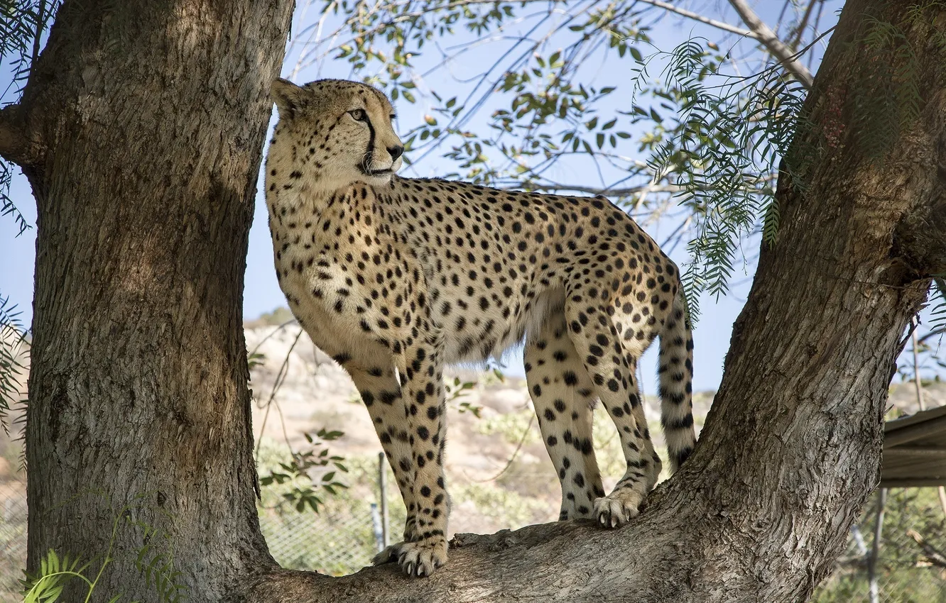 Photo wallpaper branches, tree, foliage, predator, spot, Cheetah, wild cat, observation