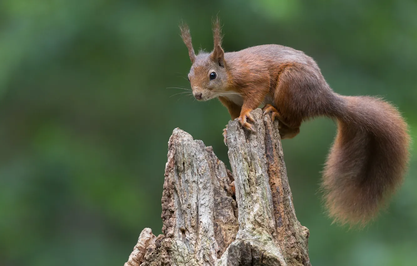 Photo wallpaper green, background, stump, protein, acrobatics, rotten