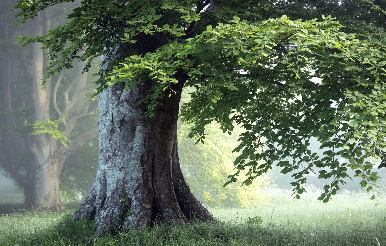 Photo wallpaper summer, trees, nature