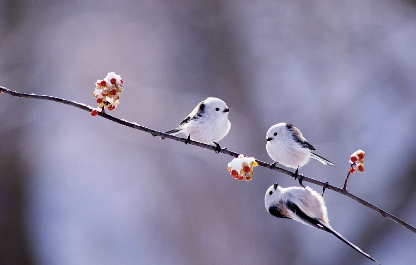 Photo wallpaper winter, birds, berries, branch, Japan, Hokkaido, long-tailed tit