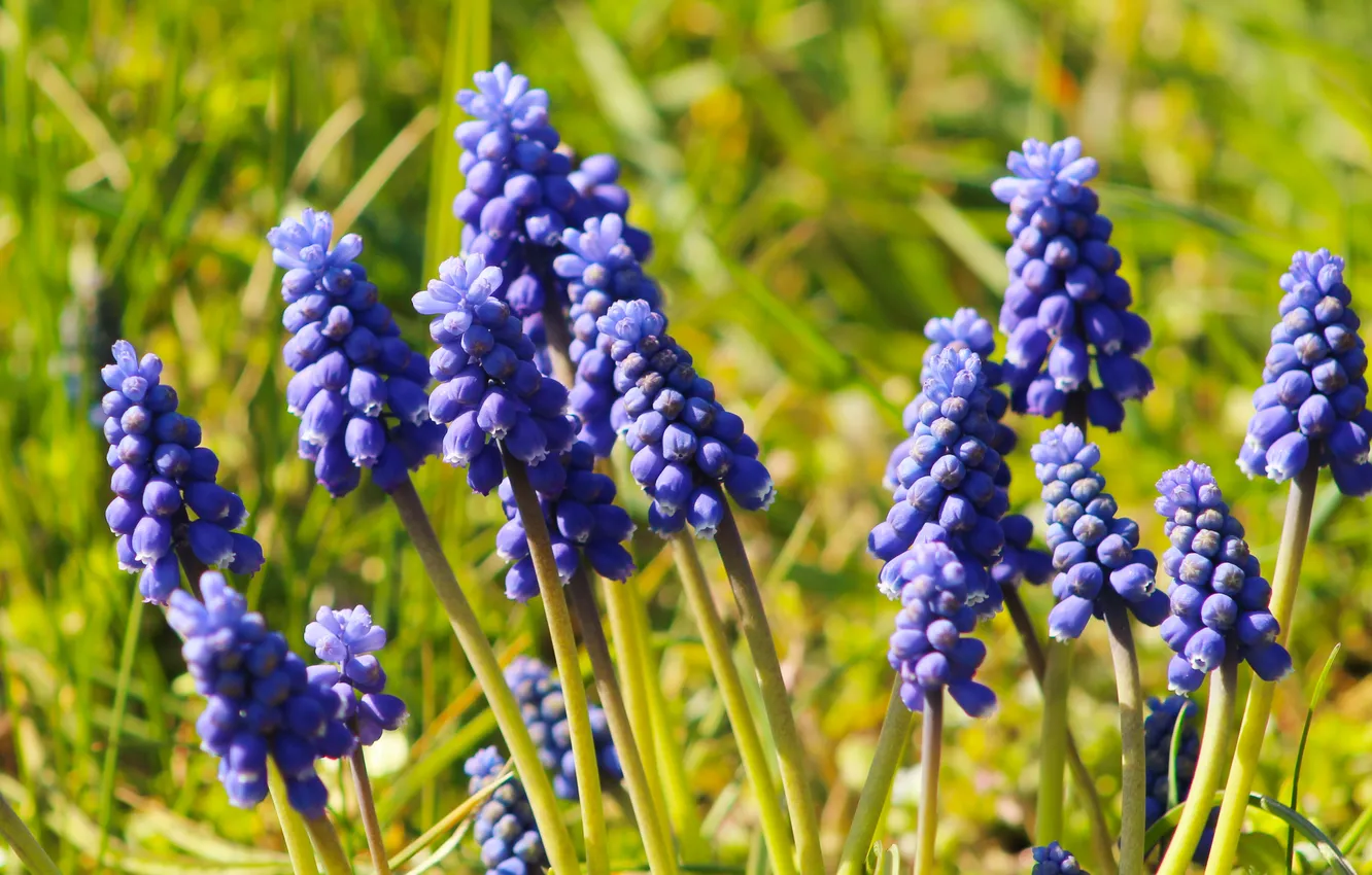 Photo wallpaper flower, blue, spring