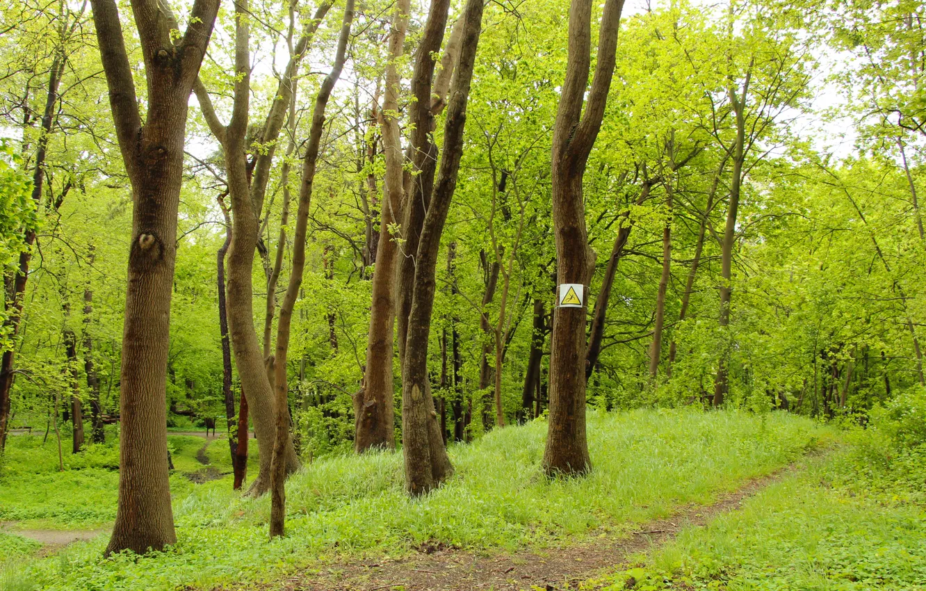 Photo wallpaper forest, trees, park, spring
