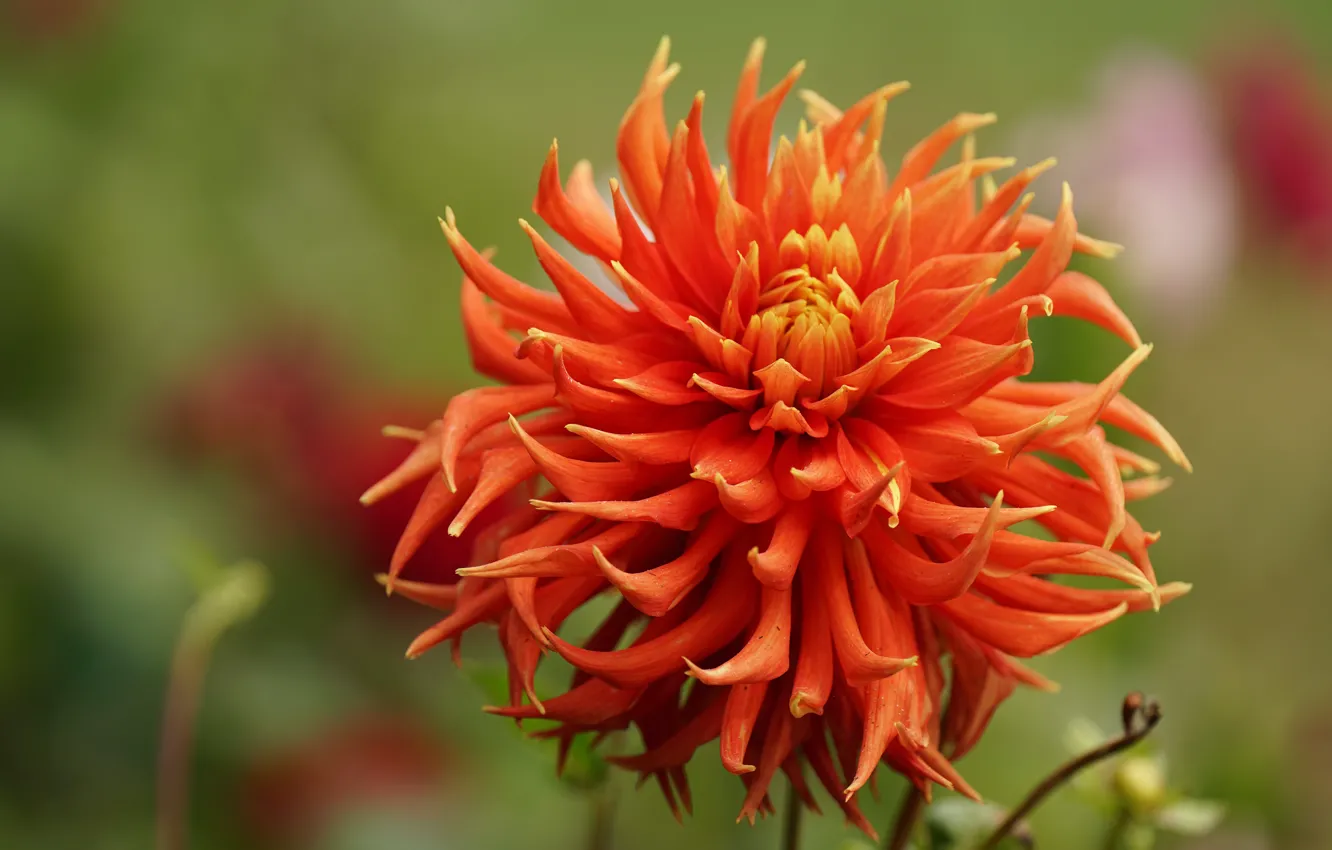 Photo wallpaper flower, background, orange, Dahlia, bokeh, bright