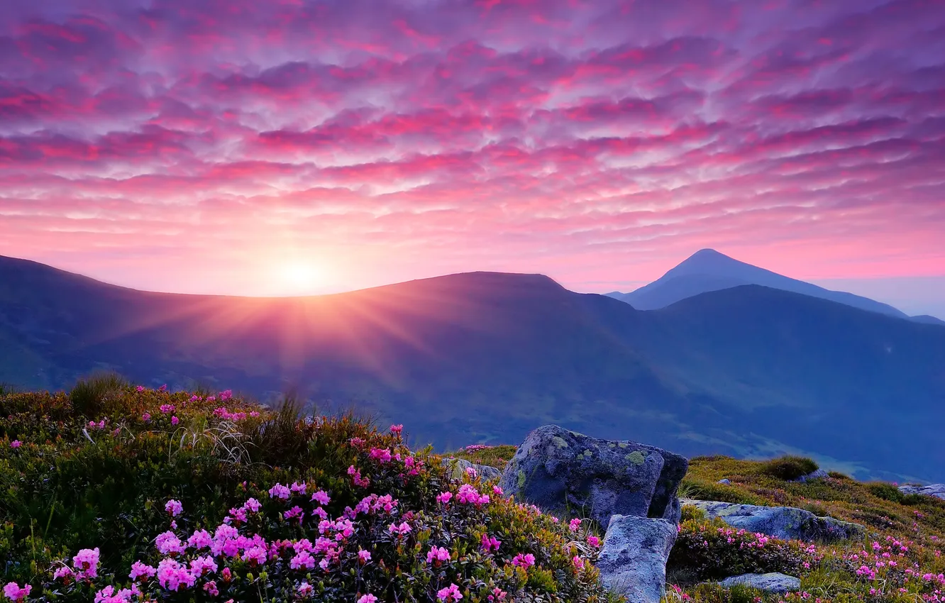 Photo wallpaper flowers, the sun, mountains, fog, dawn, rhododendrons