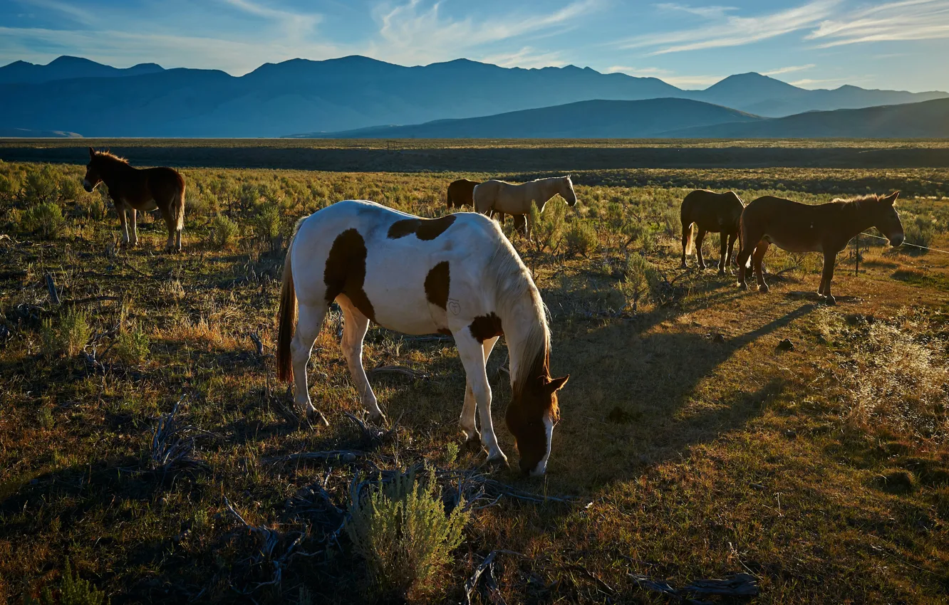 Photo wallpaper field, grass, light, mountains, horses, the evening, horse, pasture