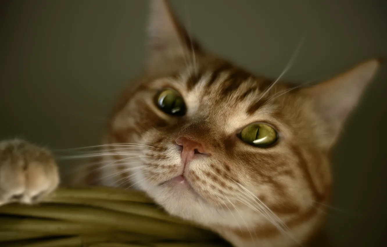 Photo wallpaper cat, cat, look, pose, portrait, red, face, blur