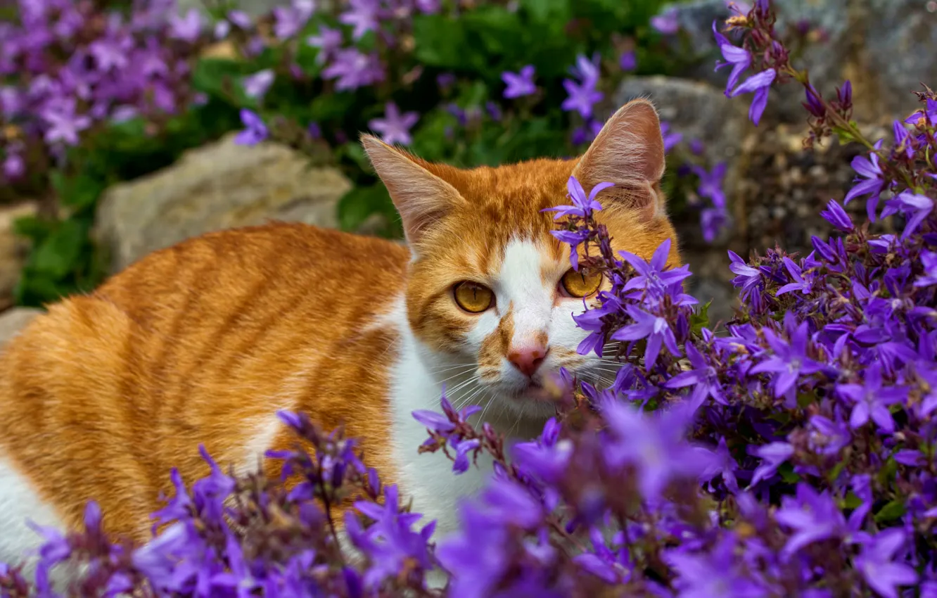 Photo wallpaper cat, flowers, red