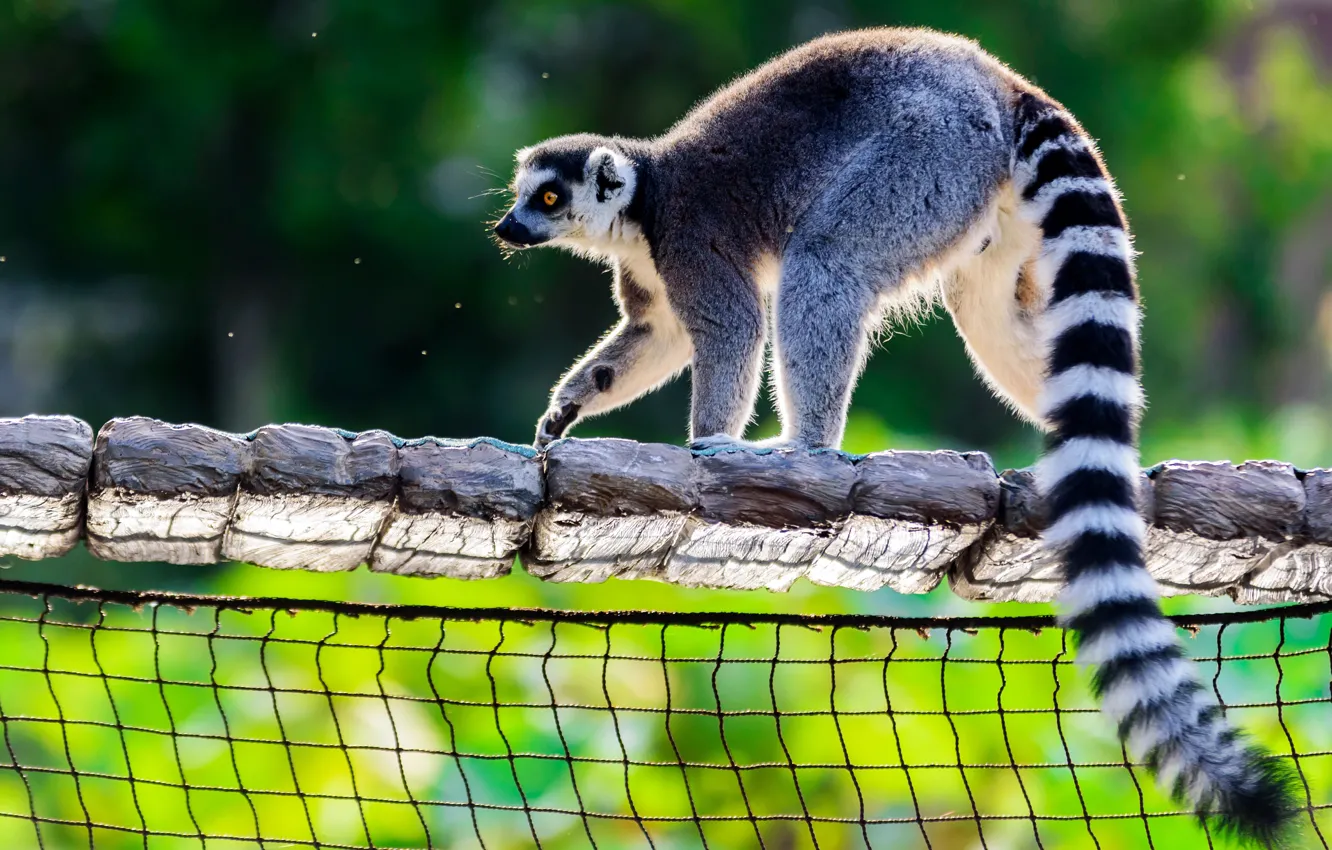 Photo wallpaper light, pose, background, mesh, lemur, zoo