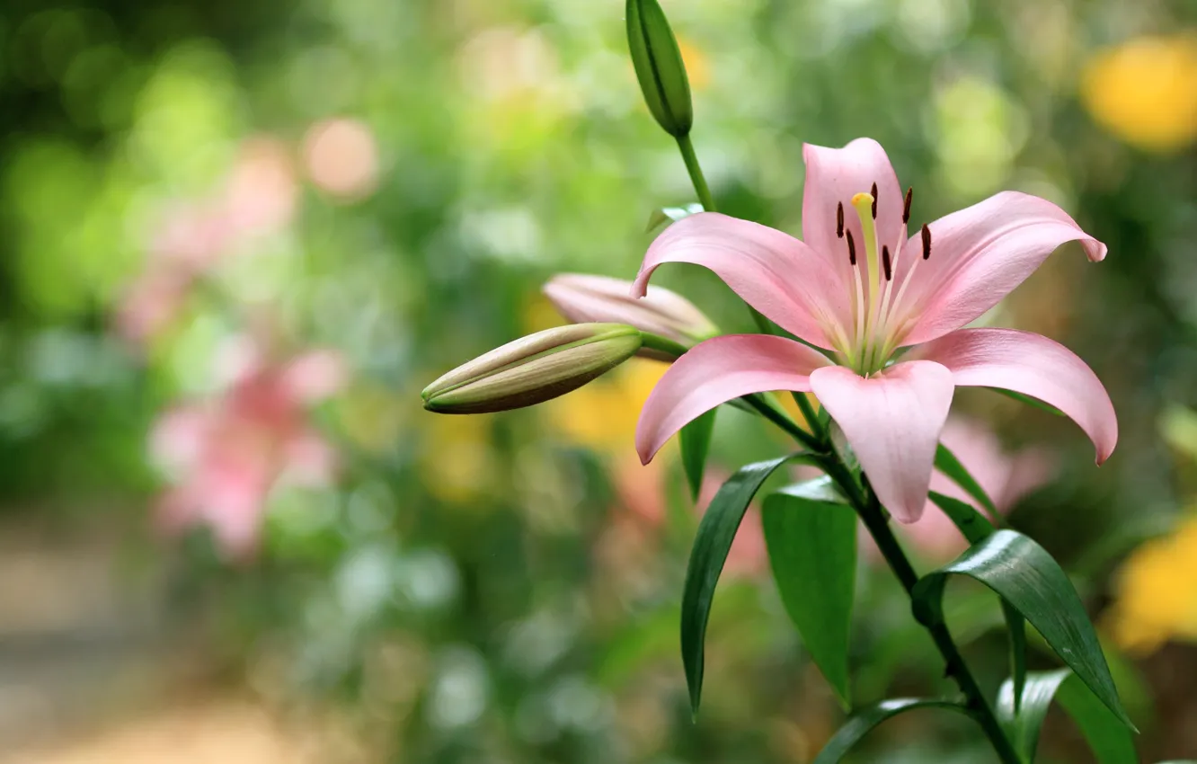 Photo wallpaper flower, pink, Lily