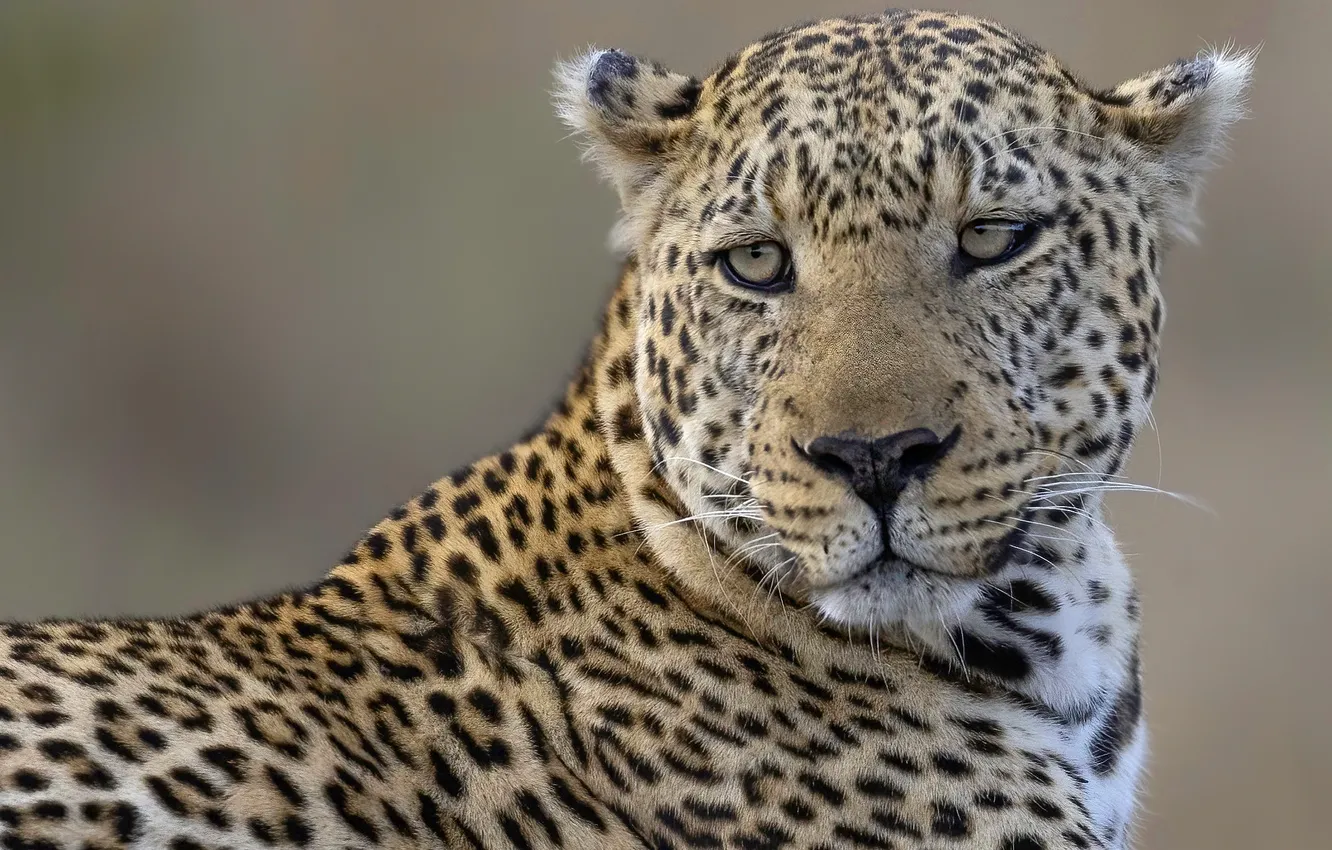 Photo wallpaper look, face, nature, pose, portrait, leopard
