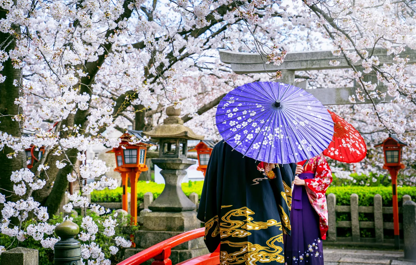 Photo wallpaper bridge, cherry, Japanese, spring, umbrella, Japan, Sakura, Japan