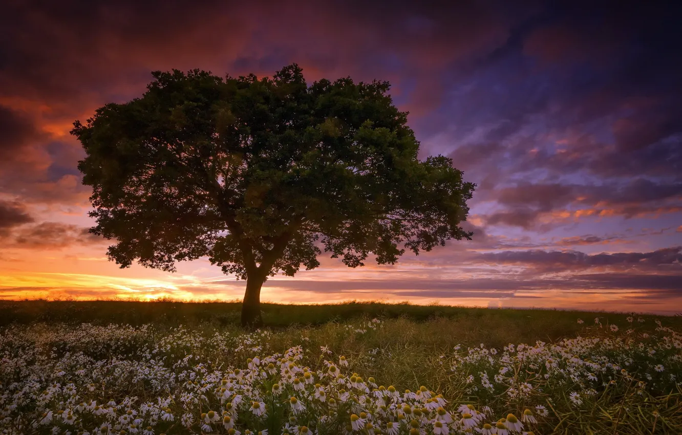 Photo wallpaper field, trees, night, chamomile
