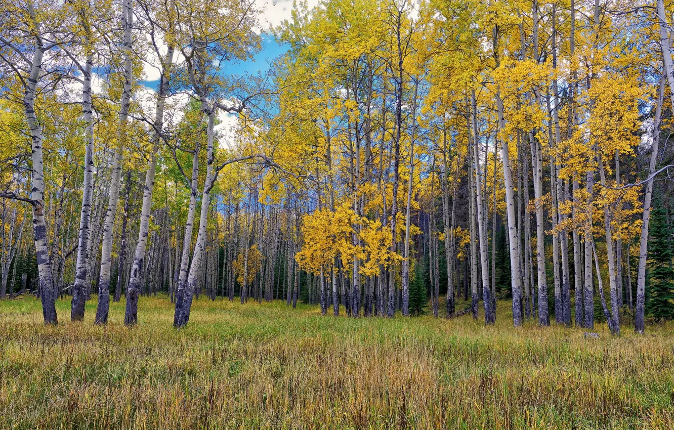 Photo wallpaper field, landscape, birch