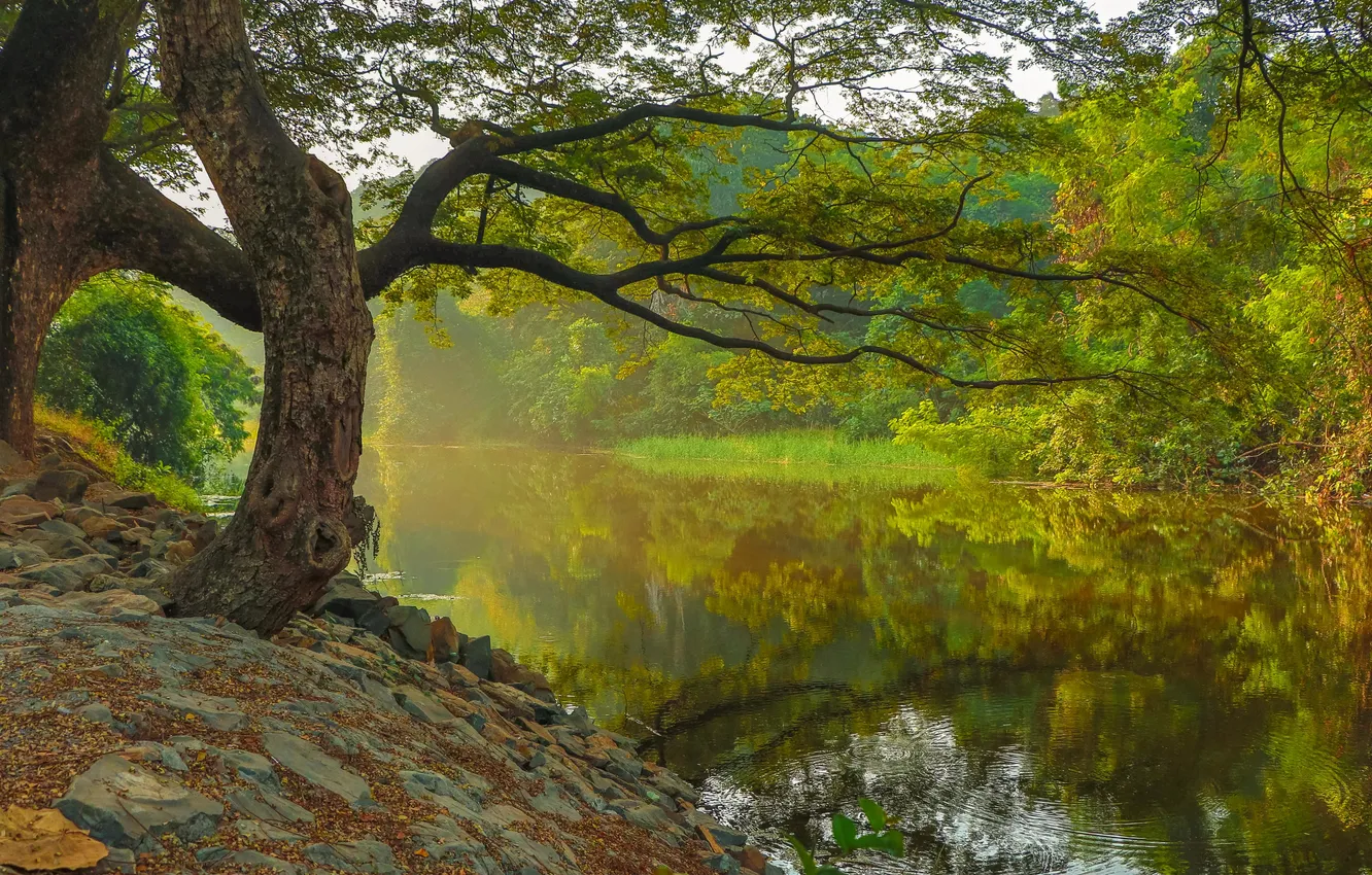 Photo wallpaper forest, the sky, water, clouds, trees, landscape, nature, river